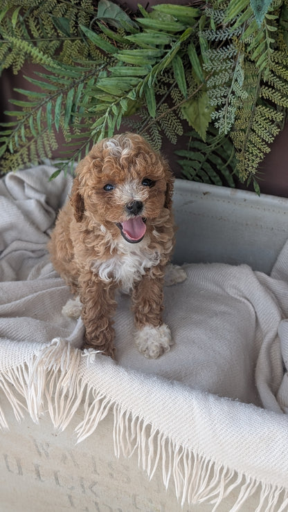 COCKAPOO (MAY 22) FEMALES