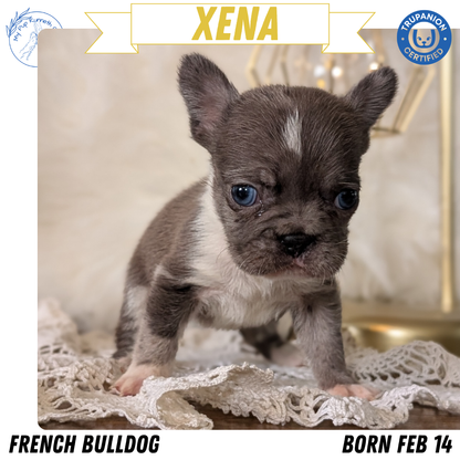 FRENCH BULLDOG (FEB 14) FEMALE