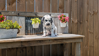DALMATIAN (06/09) MALE