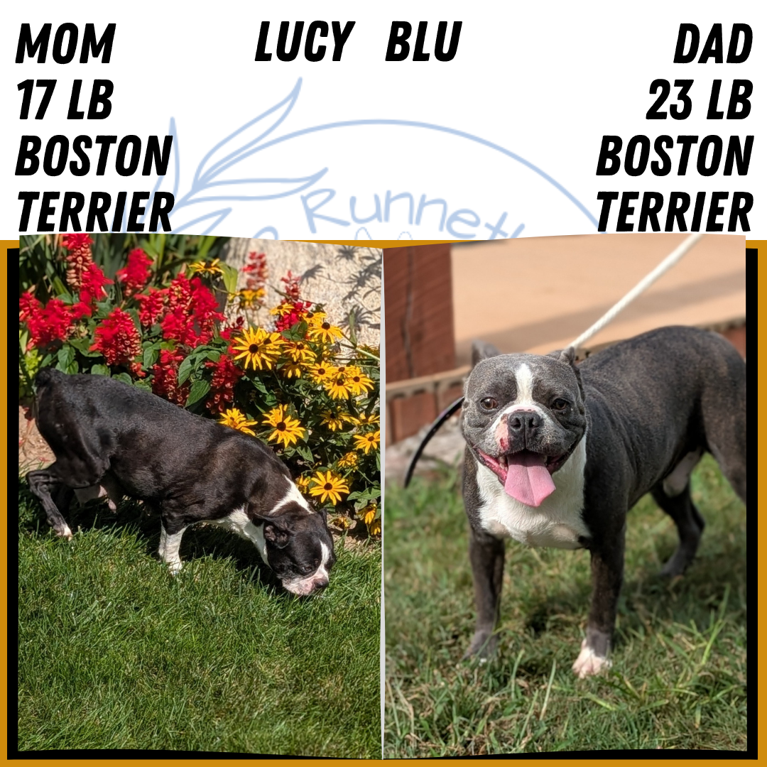 BOSTON TERRIER (JUL 11) 4 FEMALES/4 MALES