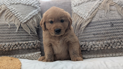 GOLDEN RETRIEVER (JUL 01) MALES