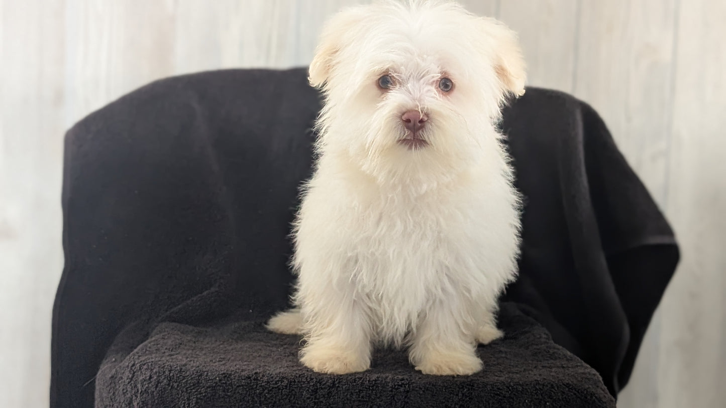 HAVANESE (OCT 25) MALES