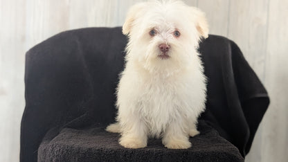 HAVANESE (OCT 25) MALES
