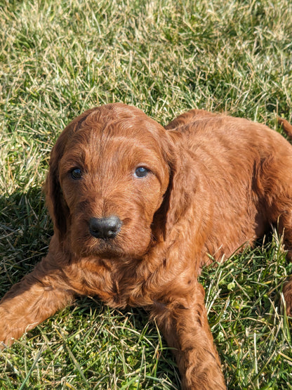 IRISH DOODLE (1/20) FEMALE