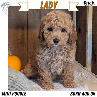 MINI POODLE (AUG 06) 5 FEMALES