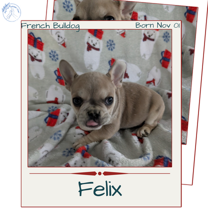 FRENCH BULLDOG (11/01) MALE