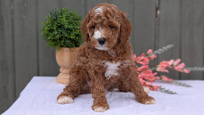 MINI POODLE (MAY 08) MALES