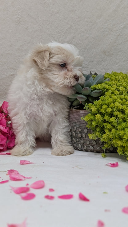 HAVANESE (09/13) FEMALE