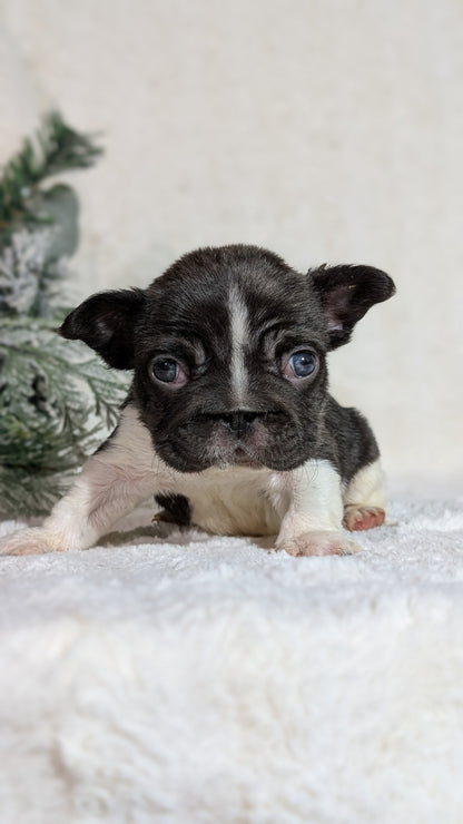 FRENCH BULLDOG (OCT 08) MALES