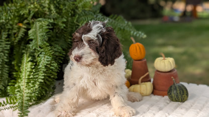 MINI BERNEDOODLE (07/25) MALE