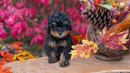 TOY POODLE (09/10) MALE