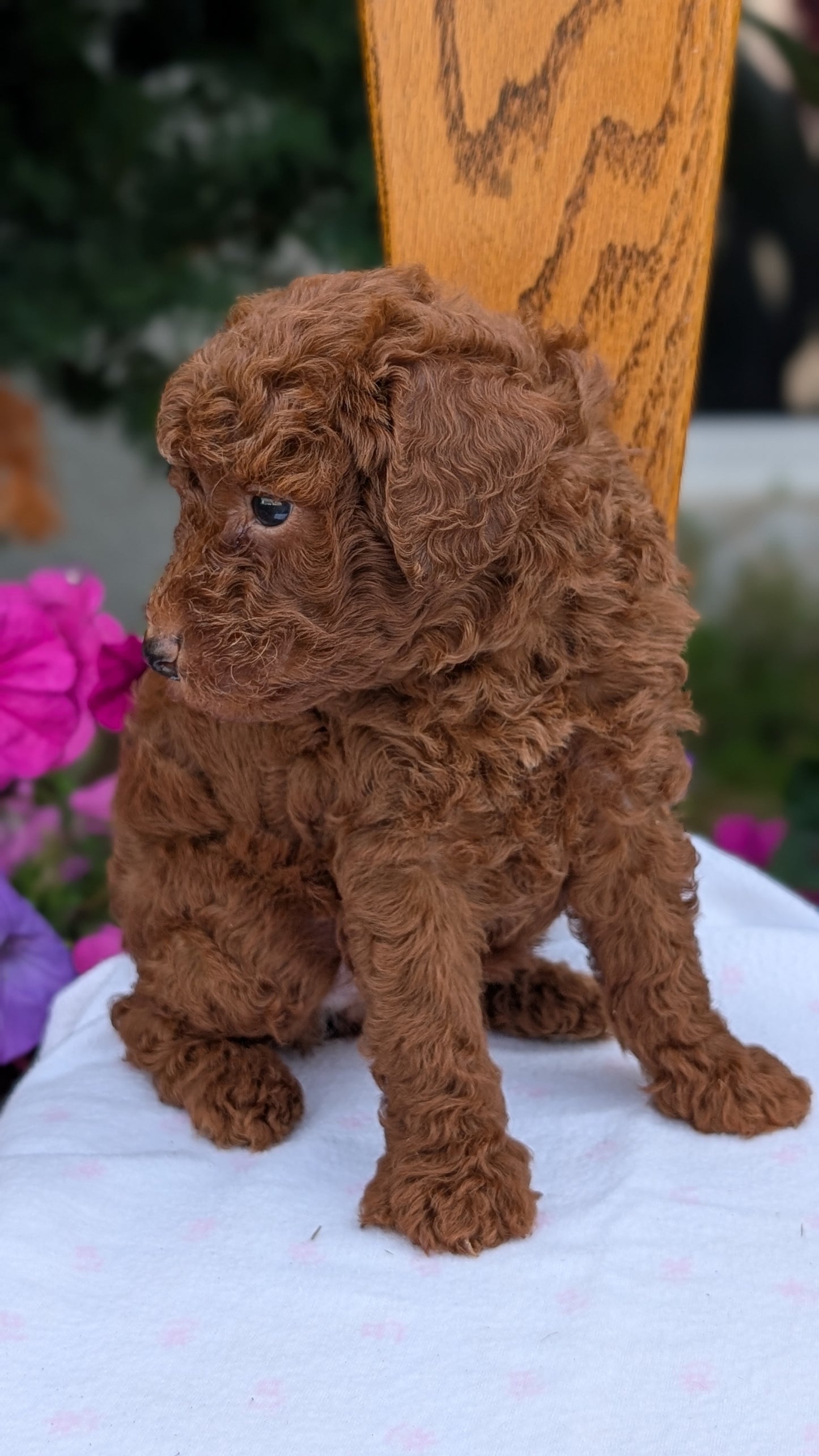 TOY POODLE (JUN 17) MALES