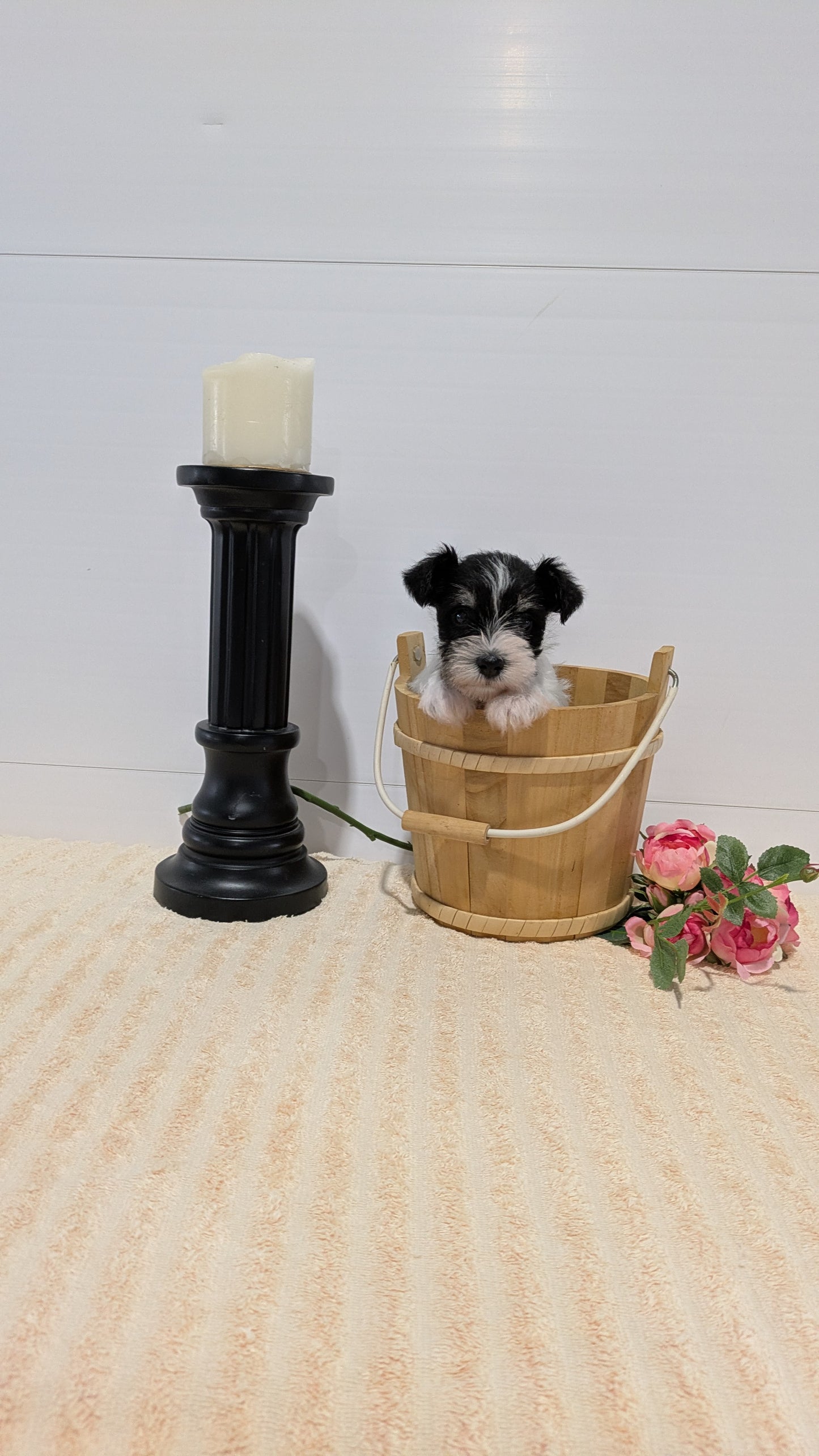 MINI SCHNAUZER (02/18) FEMALE