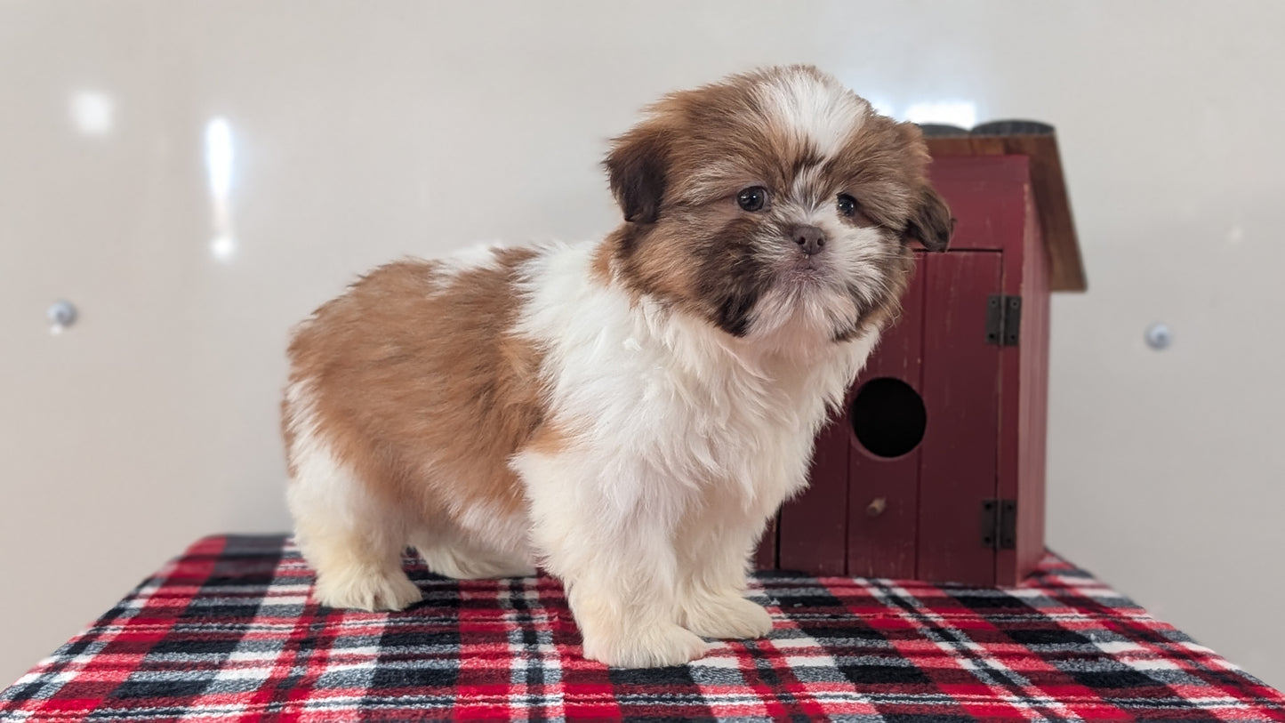 SHIH TZU (DEC 10) MALES