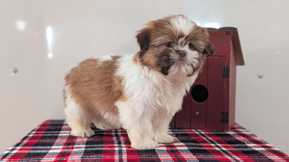 SHIH TZU (DEC 10) MALES