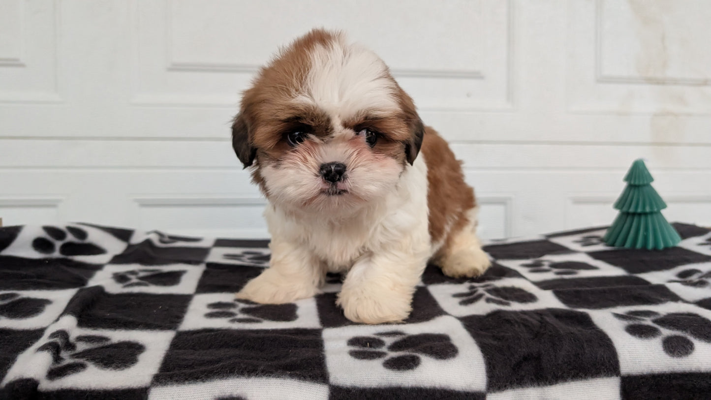 SHIH TZU (NOV 15) FEMALES