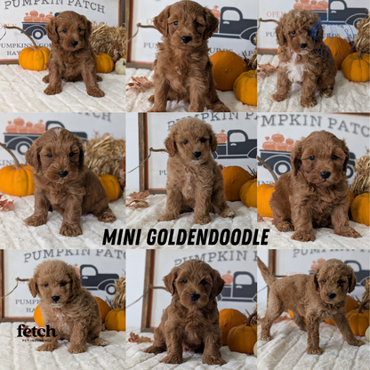 MINI GOLDENDOODLE (AUG 13) 6 MALES/3 FEMALES