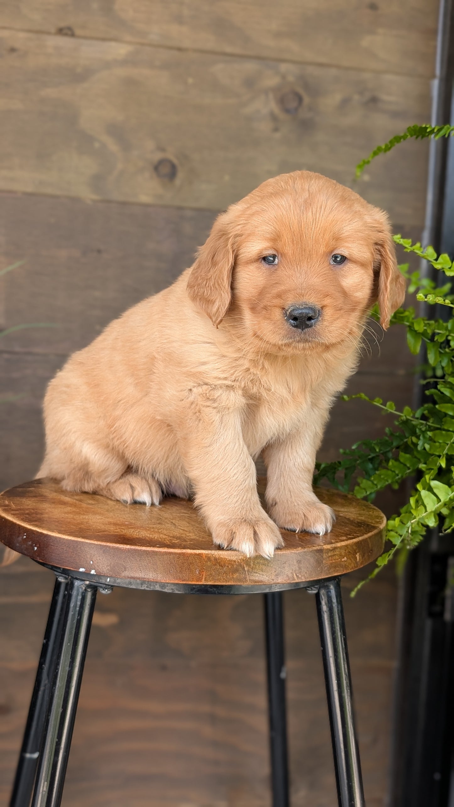 GOLDEN RETRIEVER (MAR 27) MALES