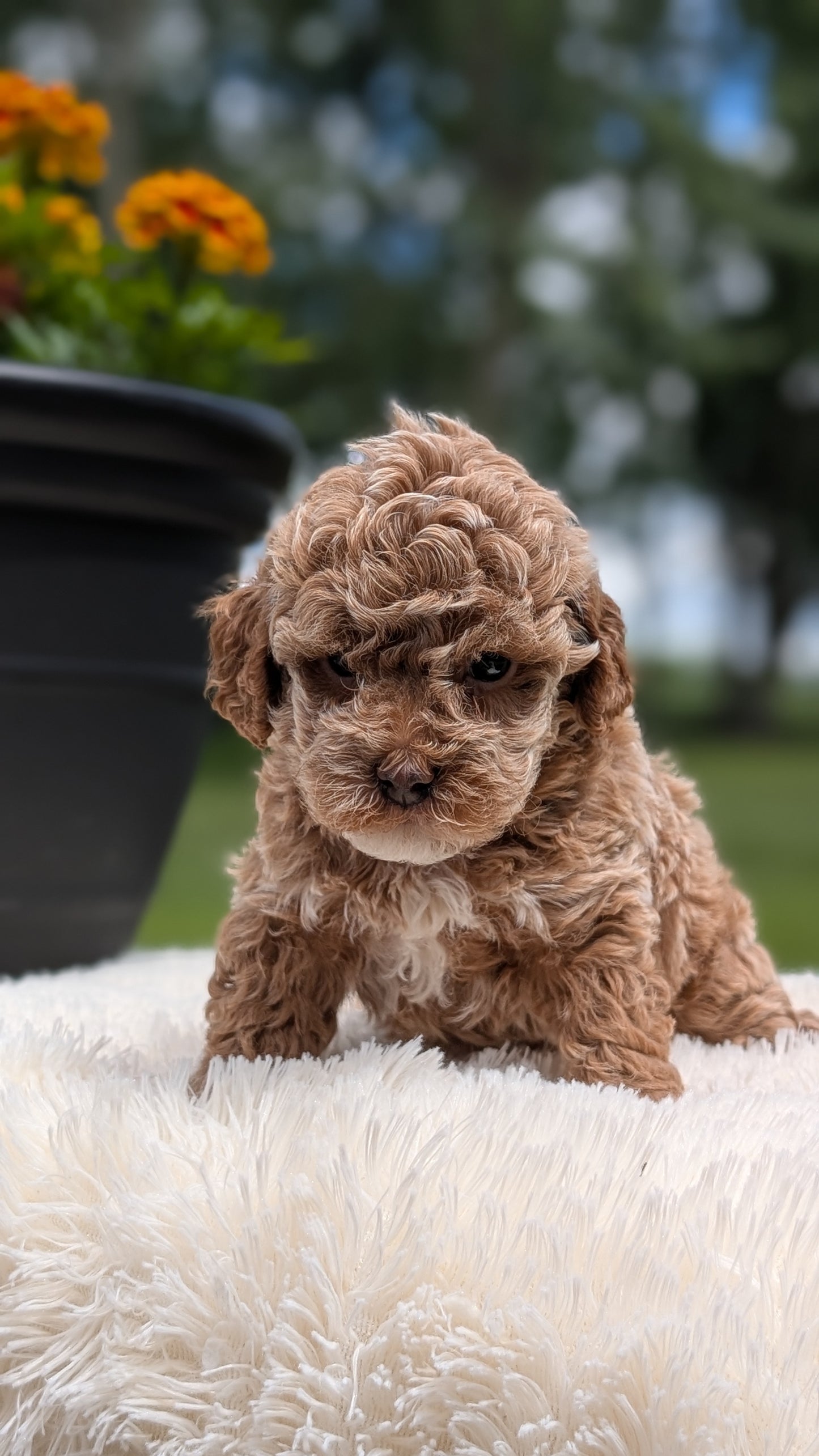 MINI POODLE (MAY 12) FEMALES