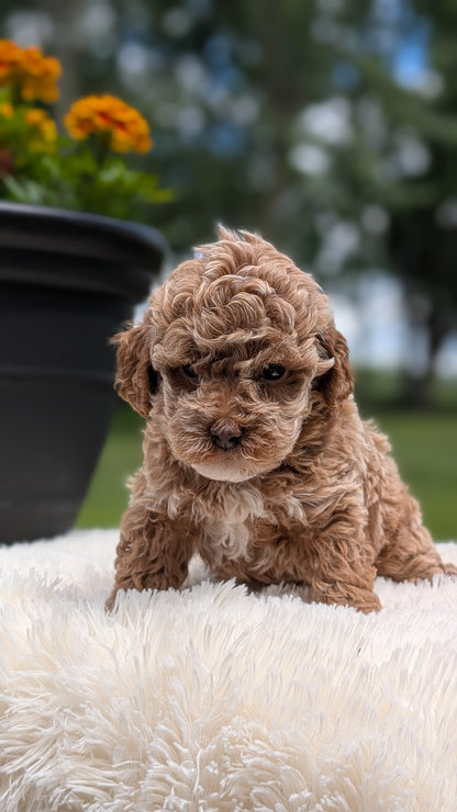 MINI POODLE (MAY 12) FEMALES