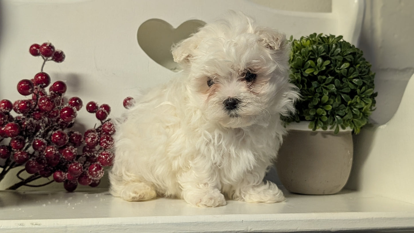 MALTESE (NOV 15) MALES