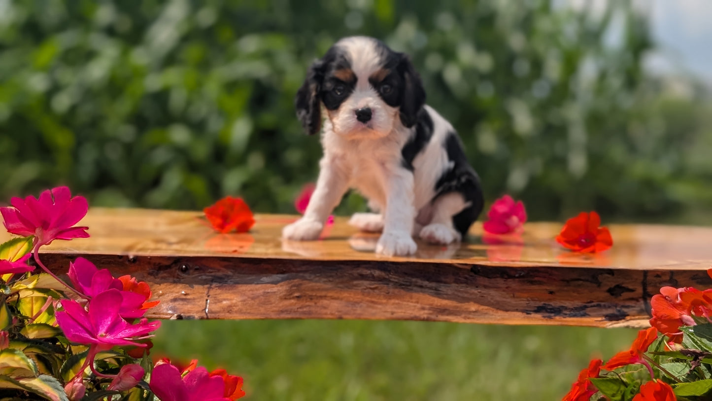 CAVALIER (MAY 30) FEMALES