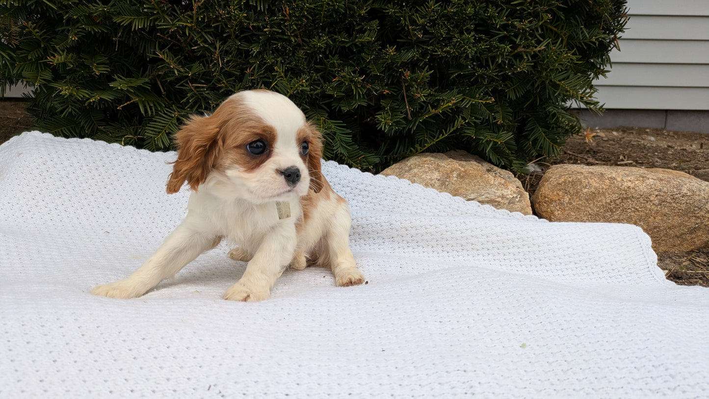 CAVALIER (02/10) FEMALE