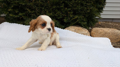 CAVALIER (02/10) FEMALE
