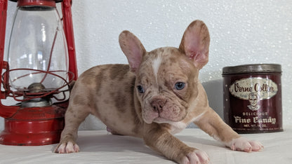 FRENCHTON (NOV 15) MALES