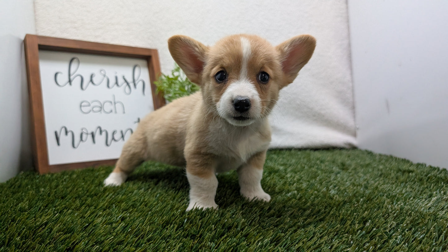 CORGI (07/10) FEMALE