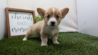 CORGI (07/10) FEMALE