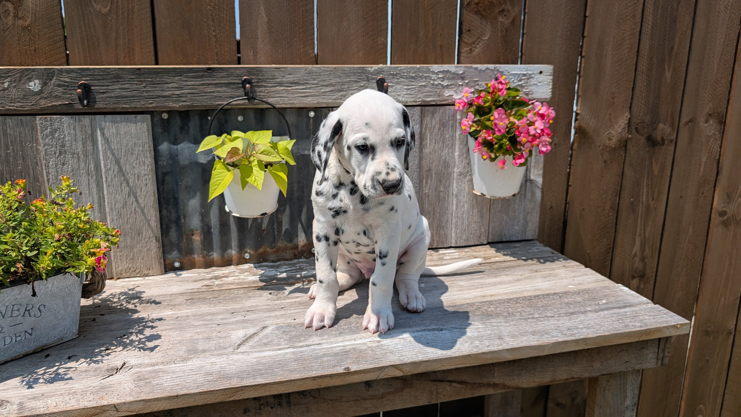 DALMATIAN (06/09) MALE