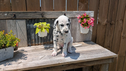 DALMATIAN (06/09) MALE