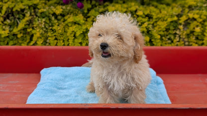 MINI POODLE (JUN 21) 4 MALES