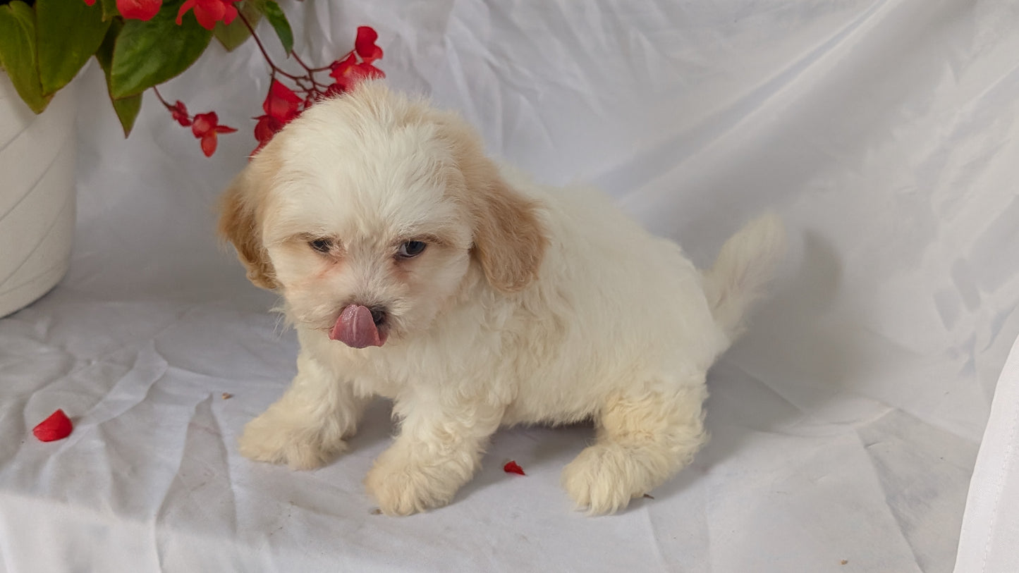TEDDY BEAR (06/29) FEMALE