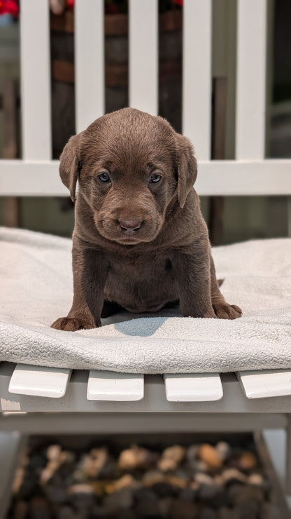 LABRADOR RETRIEVER (05/03) FEMALE