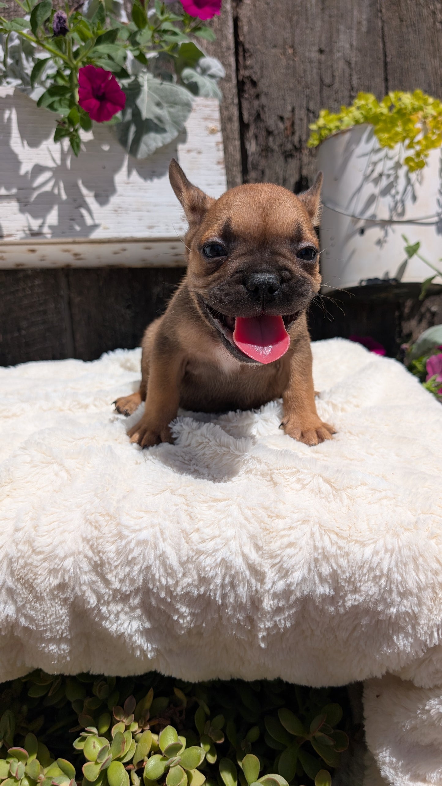 FRENCH BULLDOG (05/07) MALE
