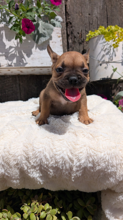 FRENCH BULLDOG (05/07) MALE