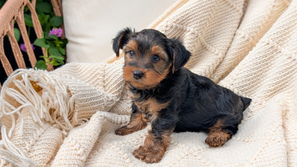 YORKSHIRE TERRIER (MAY 20) MALE