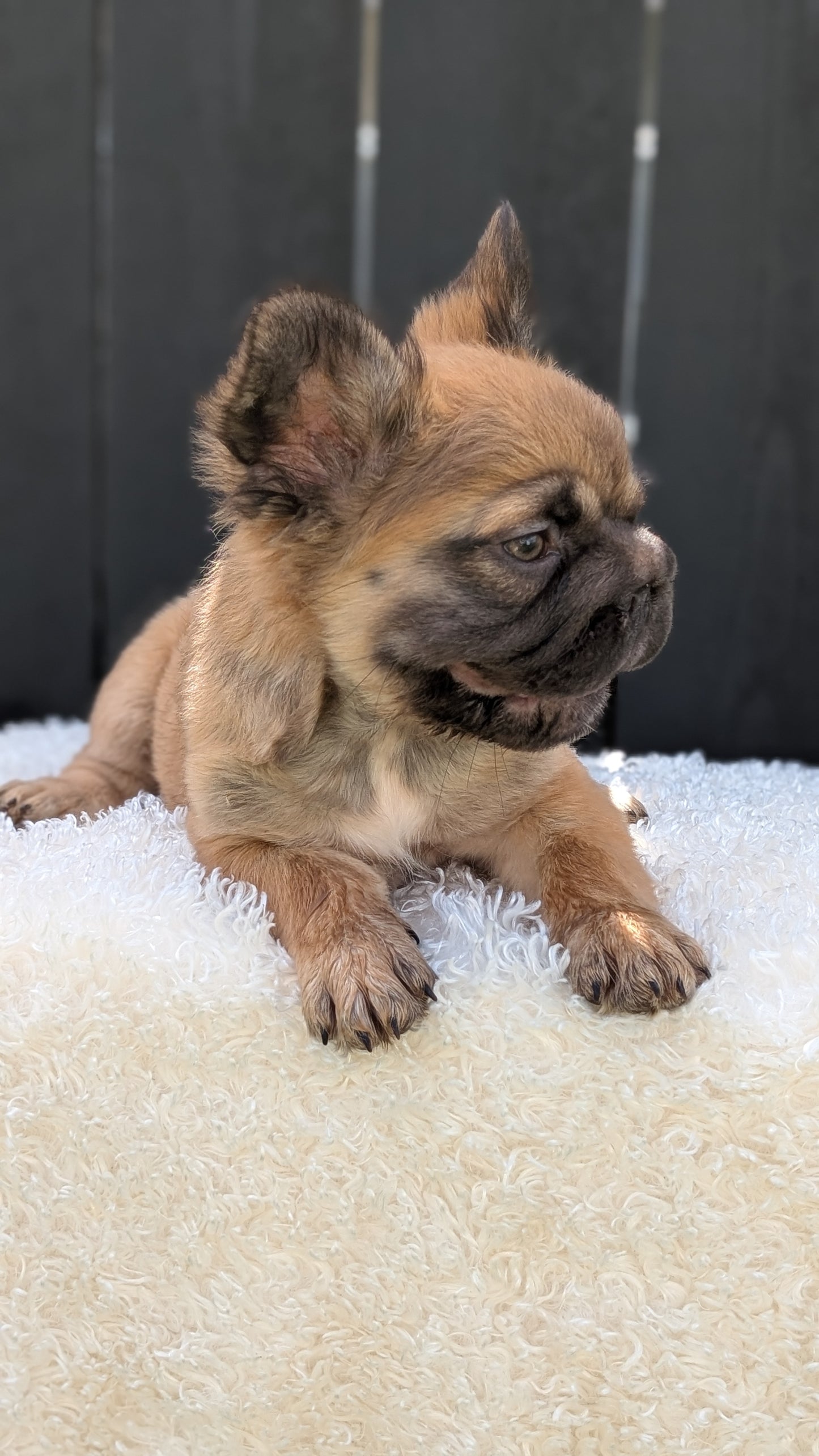 FRENCH BULLDOG (MAY 26) FEMALE