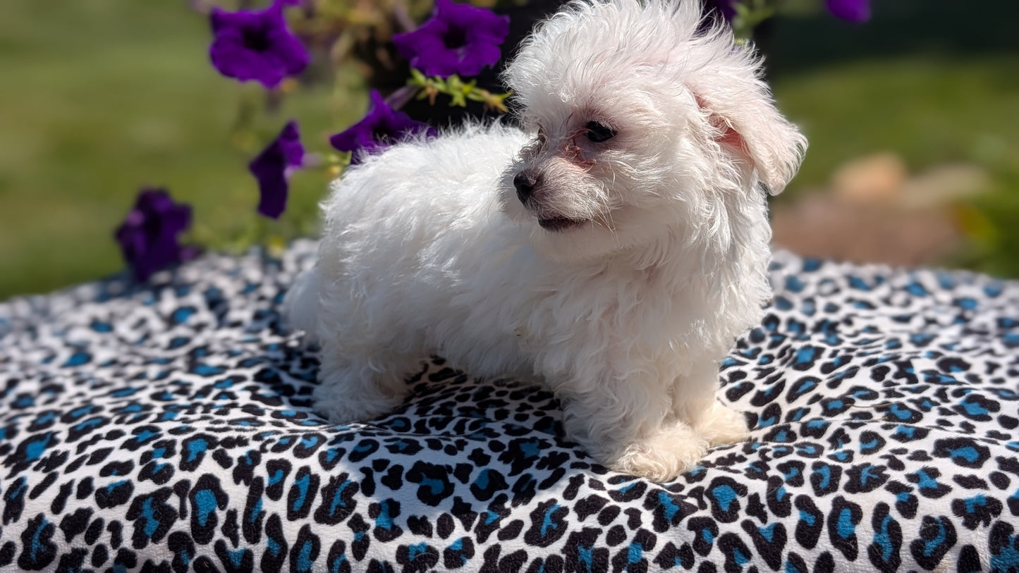 MALTESE (JUN 13) FEMALES