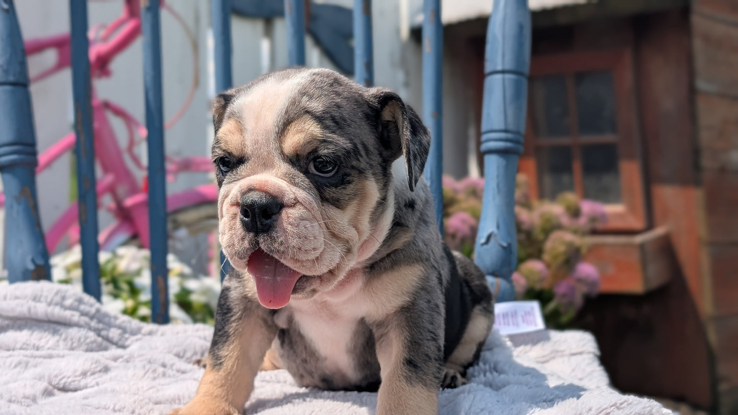 ENGLISH BULLDOG (JUN 29) 1 FEMALE/1 MALE