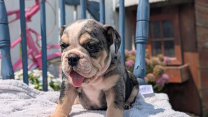ENGLISH BULLDOG (JUN 29) 1 FEMALE/1 MALE