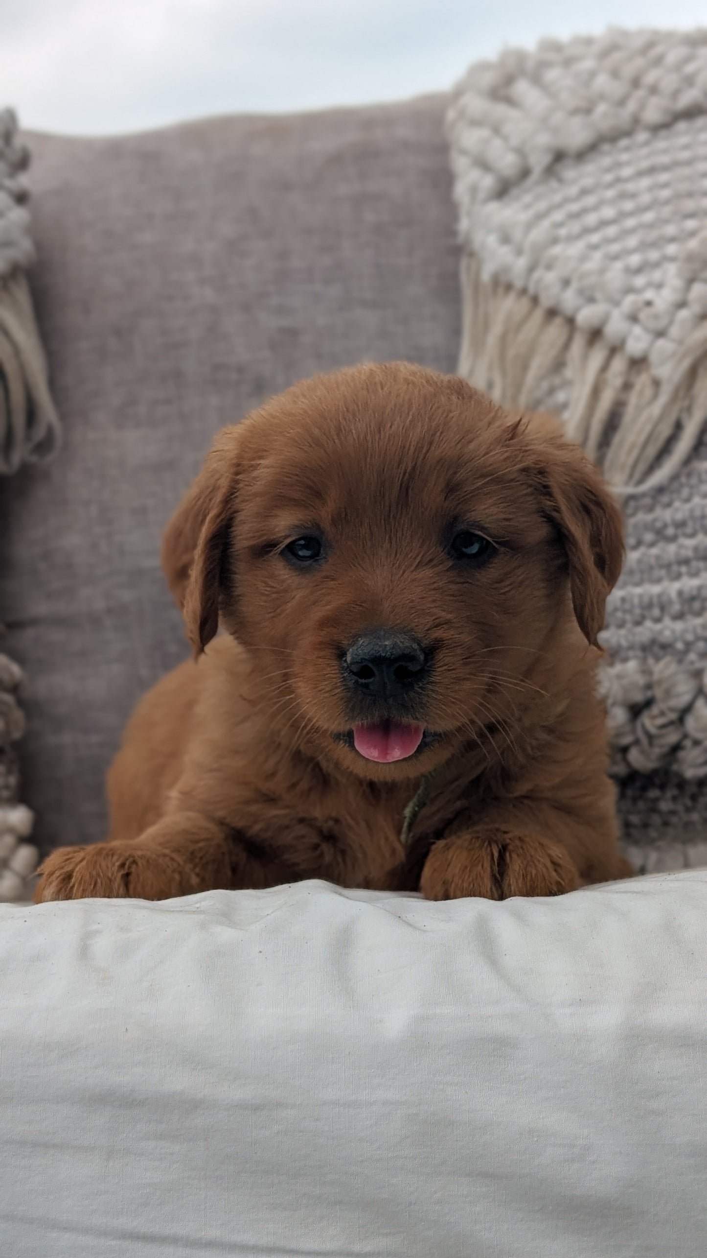 GOLDEN RETRIEVER (JUL 01) FEMALES