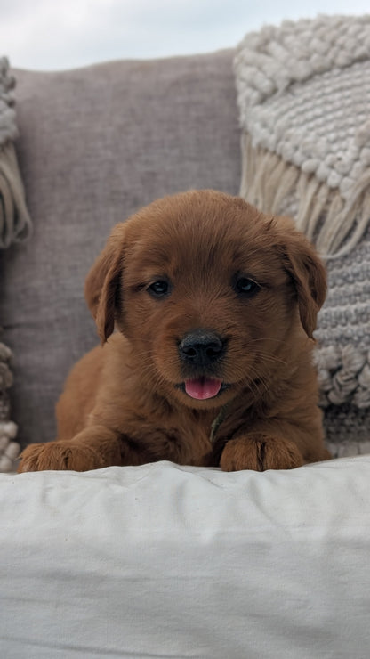 GOLDEN RETRIEVER (JUL 01) FEMALES