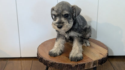 MINI SCHNAUZER (AUG 24) 8 FEMALES