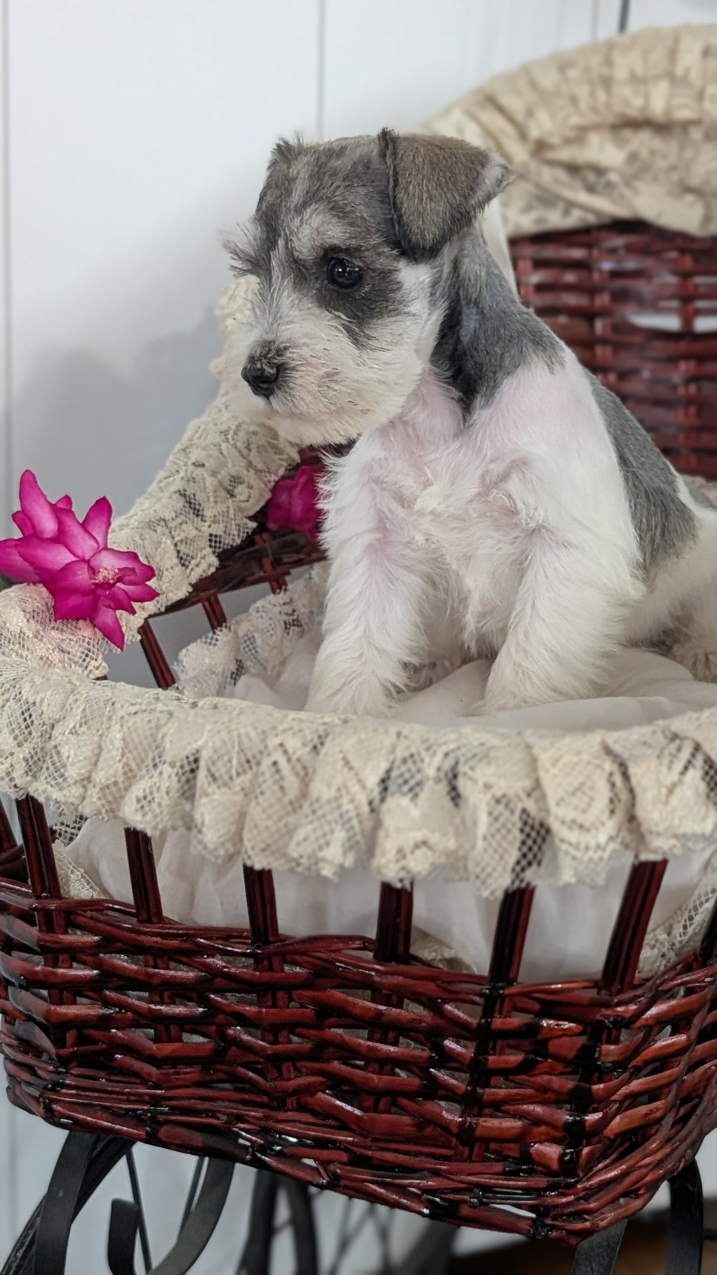 MINI SCHNAUZER (JAN 10) FEMALES