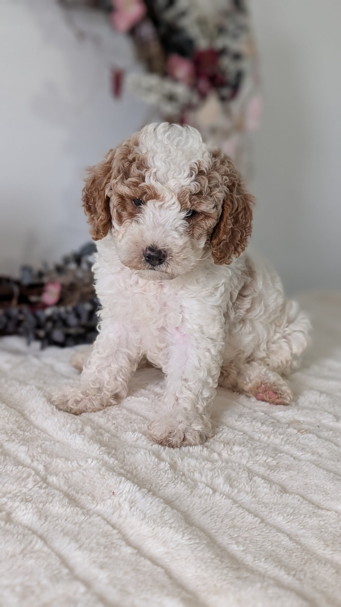 MINI POODLE (JUN 01) MALES