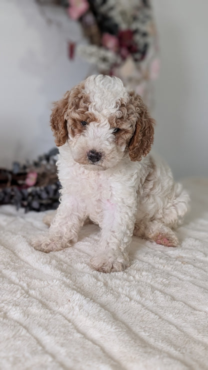 MINI POODLE (JUN 01) MALES