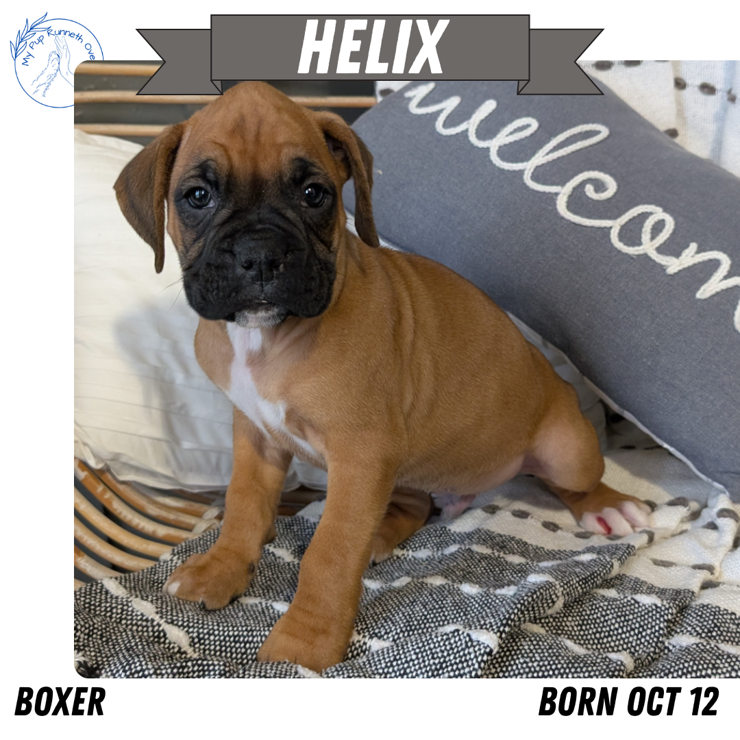 BOXER (OCT 12) MALES